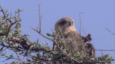 eagle in acacia tree tops