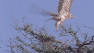 eagle alights from tree tops and flies in acacia tree tops