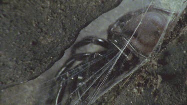 funnel web in its silk lined burrow
