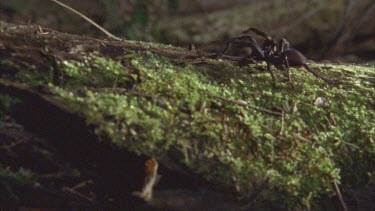 spider walking along mossy log