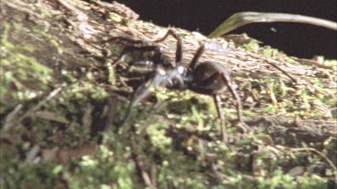 spider walking along mossy log
