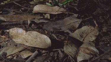 spider walking along brown leaf litter