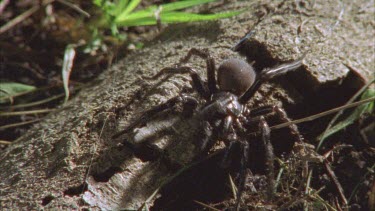 male funnel web spider walks past female