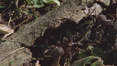 male funnel web approaches female and taps her legs with his. Eventually he walks away.