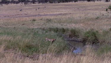 cheetah going down to stream for a drink. In the far distance a small herd of zebra run.