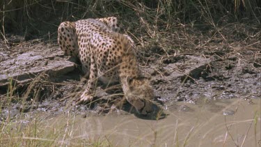 cheetah nervously drinking at stream. It looks up to see if there are any predators and drinks again.