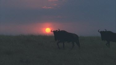 wildebeest in silhouette walk in front of setting sun. They walk in single file