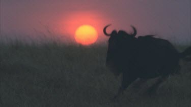 wildebeest running across setting sun