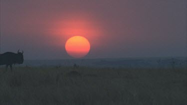 sun very large on horizon. A single, lone wildebeest walks across the setting sun.