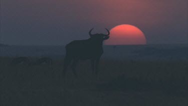 wildebeest in dark silhouette standing in front of setting sun.