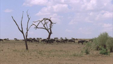 wildebeest mill around dead barren tree