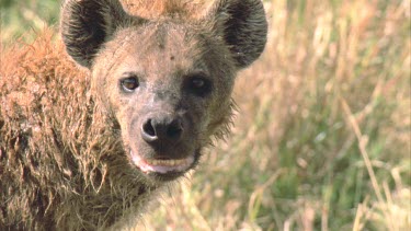 hyena looks to camera, turns to walk away
