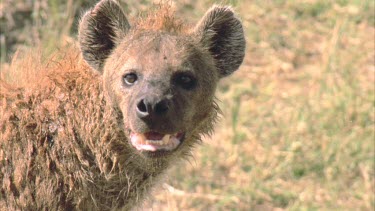 hyena looks to camera