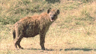 hyena standing and looking to camera