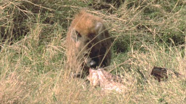 hyena feeding on carcass. Looking around for other predators