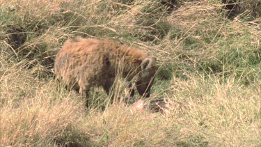 hyena feeding on carcass.
