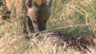 hyena feeding on carcass, dragging carcass