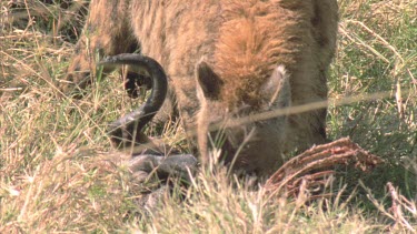 hyena dragging carcass