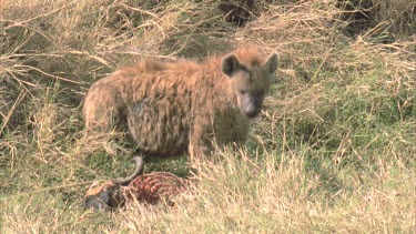 hyena with carcass, looking for other predators