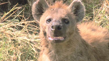 hyena looking at camera