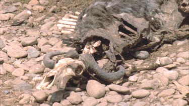 wildebeest carcass