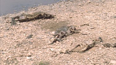 Three wildebeest carcasses lying side by side on the river bank