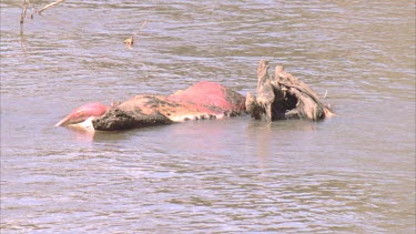 carcass in river