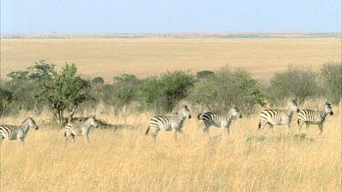herd of zebras trotting across screen
