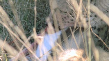 cheetah feeding on Thompson's gazelle