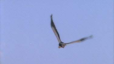 secretary bird in flight, comes to land