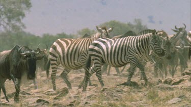 herd of zebra and wildebeest on the move