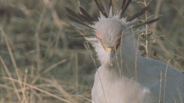 secretary bird walking towards camera