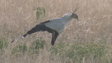 secretary bird walking through clearing in grass, see its whole body.