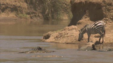 Zebra at river bank with croc swimming towards it