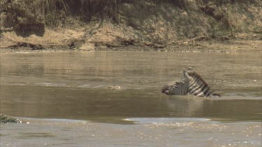 crocodile chases zebra across river. It strikes but the zebra gets away