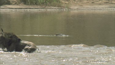 crocodile watching wildebeest crossing Mara river