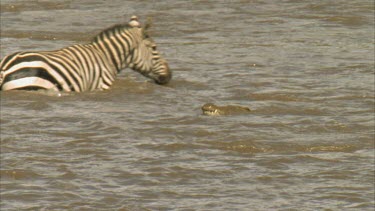 crocodile watching zebra crossing river