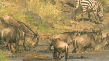 wildebeest and zebra entering river slow motion
