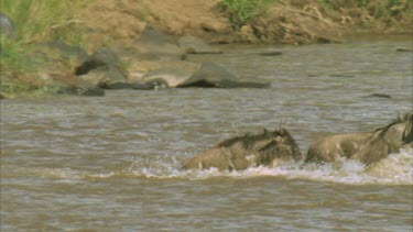 crocodile watching wildebeest exiting river, slow motion