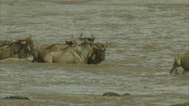 crocodile attempts strike wildebeest but wildebeest gets away and whole herd crosses safely.