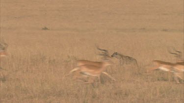 Hyena passes herd of antelope and small herd of zebra
