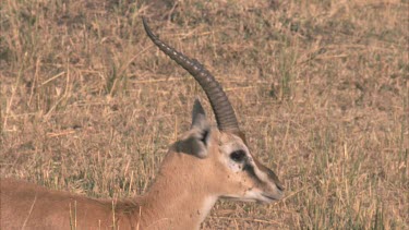 antelope with broken horn, flies around eyes