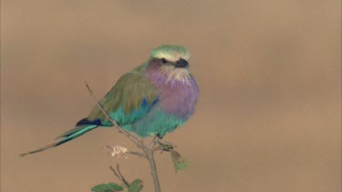 lilac breasted roller perched on top of bush