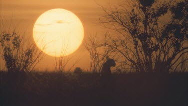 cheetah in silhouette with large setting sun just over the horizon