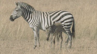 zebra calf standing next to mother, unsteady on its legs.
