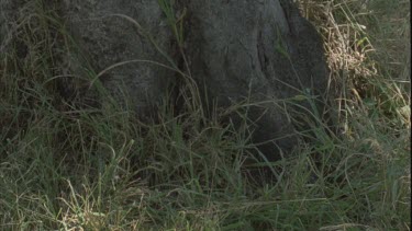 Tilt up tree to show leopard scratch marks