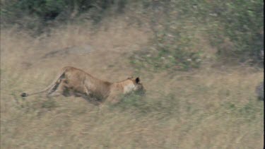 lioness runs from left to right through savannah grassland after a small ungulate, lioness crouches 75 fps slow motion