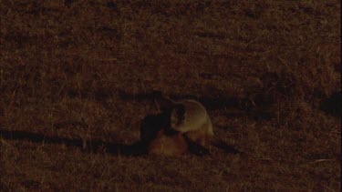 Two bat eared foxes grooming