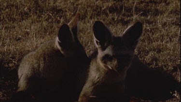 two bat eared foxes preening grooming each other