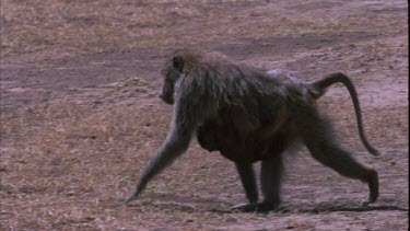 Baboon with baby clinging on crosses screen right to left and out of shot